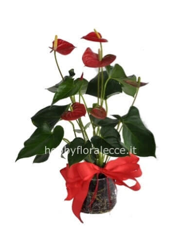 Pianta di anthurium confezionata.